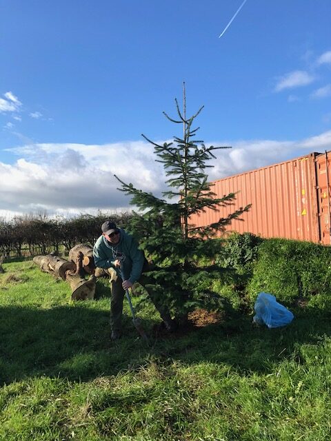 Eric the Nordic Fir planting IB