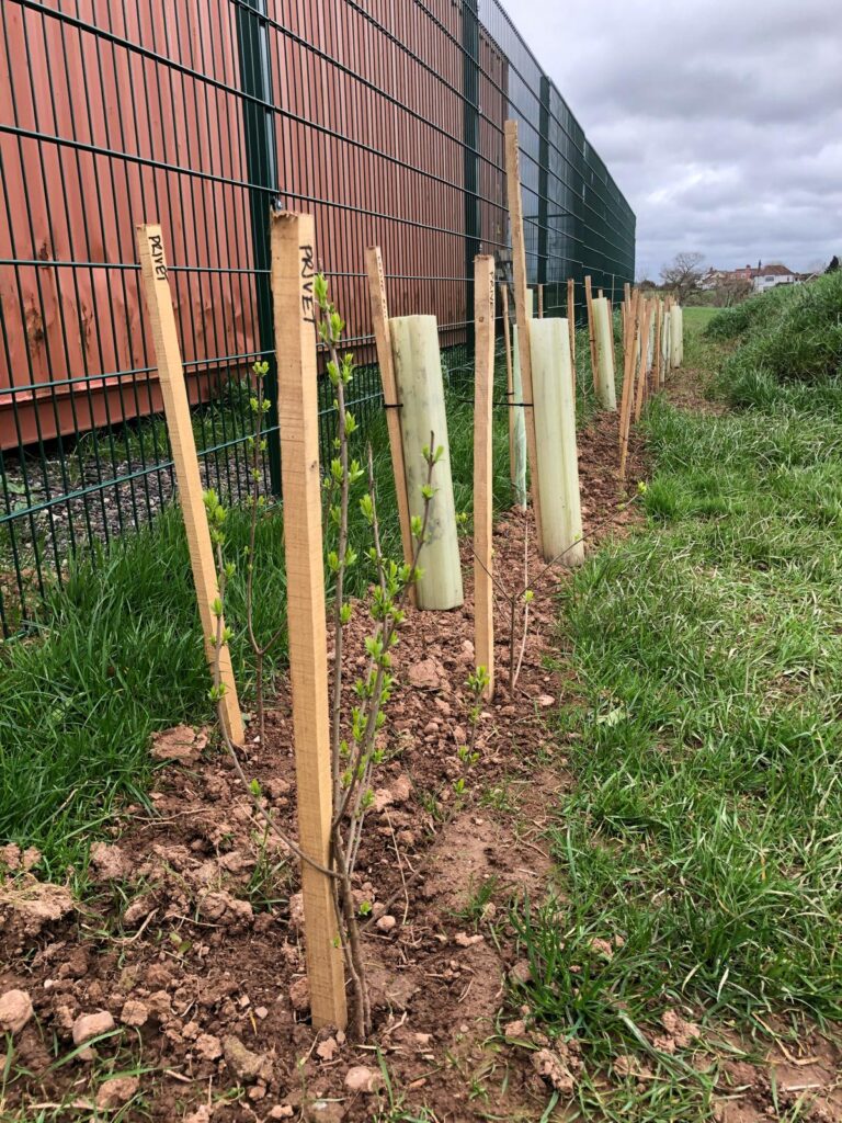 Volunteer Hub hedge south side
