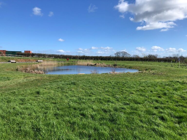 Pond with dead hedge removed