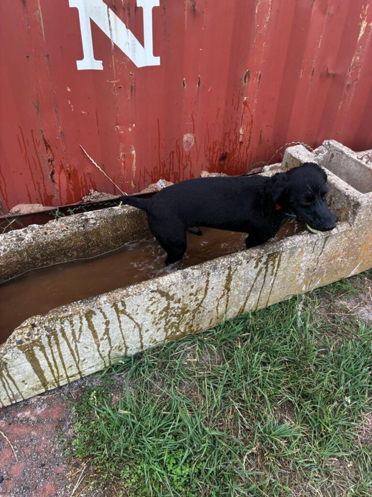 WhatsApp Image 2026 06 30 at 13 17 15 T dog in trough
