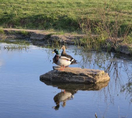 GP 2026 04 19 at 18 57 37 Pond partners