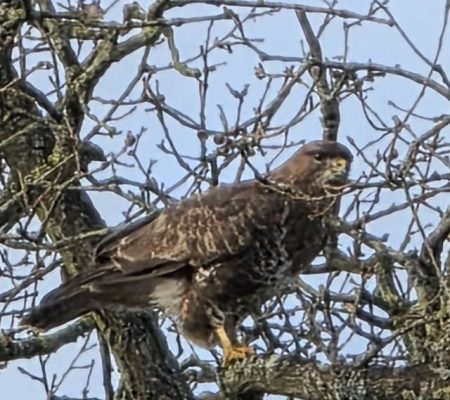 MCP bird of prey closeup 7 1 26 am